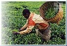 Tea Plantation at Munnar